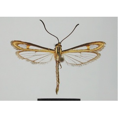 /filer/webapps/moths/media/images/A/ankaratralis_Malgasesia_HT_MNHN.jpg