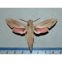 /filer/webapps/moths/media/images/G/gracilis_Hippotion_A_Goff.JPG