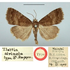 /filer/webapps/moths/media/images/A/atrinota_Hadjina_HT_BMNH.jpg