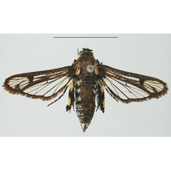 /filer/webapps/moths/media/images/V/vassei_Crinipus_HT_MNHN_KWAMJxo.jpg