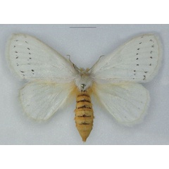 /filer/webapps/moths/media/images/A/alba_Phiala_AF_Ihle.jpg