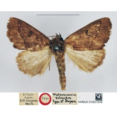 /filer/webapps/moths/media/images/S/selenitis_Westermannia_HT_NHMUK.jpg
