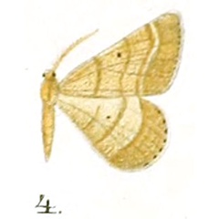 /filer/webapps/moths/media/images/A/abnormata_Tephrina_HT_Prout_17-4.jpg