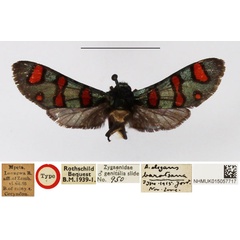 /filer/webapps/moths/media/images/B/borotsana_Arniocera_HT_NHMUK.jpg