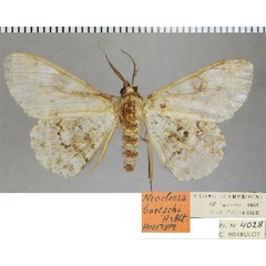 /filer/webapps/moths/media/images/B/boetschi_Neocleora_HT_ZSM.jpg