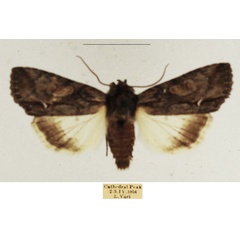 /filer/webapps/moths/media/images/A/albisignata_Neocucullia_AM_TMSA_02.jpg
