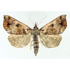 /filer/webapps/moths/media/images/T/thermeola_Radara_AF_TMSA_01.jpg