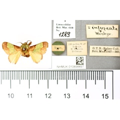/filer/webapps/moths/media/images/C/catori_Parasa_HT_BMNH.jpg