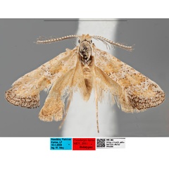 /filer/webapps/moths/media/images/K/karoo_Pseudurgis_HT_MfNa.jpg