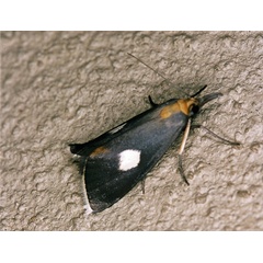 /filer/webapps/moths/media/images/A/albimaculalis_Episindris_A_Roland_01.jpg