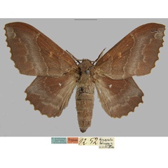/filer/webapps/moths/media/images/B/brunnea_Mimopacha_PTF_MfN.jpg