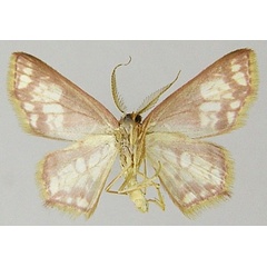 /filer/webapps/moths/media/images/A/anala_Chrysocraspeda_AM_ZSMb.jpg