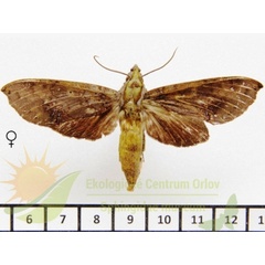 /filer/webapps/moths/media/images/B/butleri_Hypaedalea_AF_SMCR_02.jpg