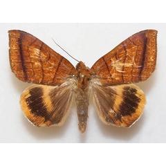 /filer/webapps/moths/media/images/C/catocalina_Heliophisma_A_Legrain.jpg