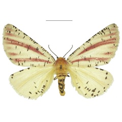/filer/webapps/moths/media/images/J/johnstonei_Nothabraxas_PTF_NHMUK_02.jpg