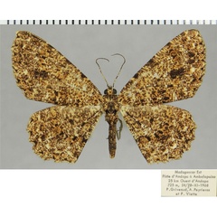 /filer/webapps/moths/media/images/A/atriclava_Cleora_AF_ZSM.jpg