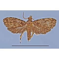 /filer/webapps/moths/media/images/L/luteicaput_Eccopsis_HT_MRSN.jpg