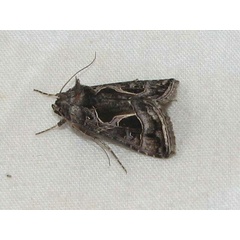 /filer/webapps/moths/media/images/I/indicator_Thysanoplusia_A_Goff_02.jpg