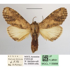 /filer/webapps/moths/media/images/C/curvilinea_Stemmatophalera_A_MGCLa_01.JPG