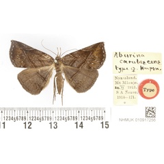 /filer/webapps/moths/media/images/C/coerulescens_Aburina_AT_BMNH.jpg