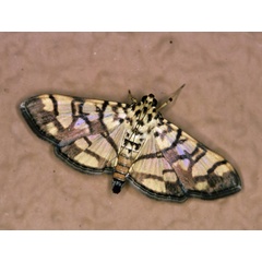 /filer/webapps/moths/media/images/D/distortana_Pardomima_A_Roland_15.jpg