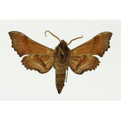 /filer/webapps/moths/media/images/P/pusillus_Odontosida_AM_Basquin_01b.jpg