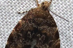 Choreutis dryodora