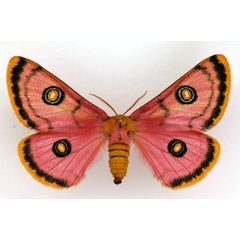 /filer/webapps/moths/media/images/T/trimenii_Eochroa_AF_Legrain.jpg