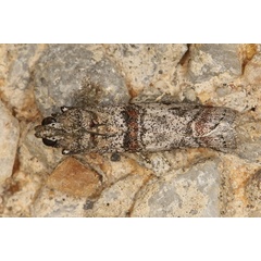/filer/webapps/moths/media/images/C/capensis_Trachonitis_A_Heyns_01.JPG