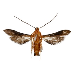 /filer/webapps/moths/media/images/P/puehringeri_Conopsia_HT_ANHRTb.jpg