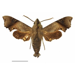 /filer/webapps/moths/media/images/C/curtula_Temnora_AM_Basquin_02.jpg