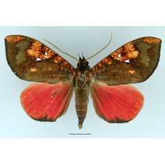 /filer/webapps/moths/media/images/P/phaeosoma_Miniodes_AM_Basquin_02.jpg