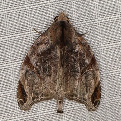 /filer/webapps/moths/media/images/T/torsivena_Androlymnia_AM_Heyns.jpg