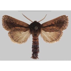 /filer/webapps/moths/media/images/N/njombe_Sciomesa_HT_MNHNa.jpg