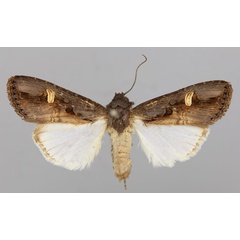 /filer/webapps/moths/media/images/S/speyeri_Brithysana_A_RMCA_01.jpg