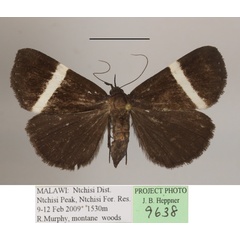 /filer/webapps/moths/media/images/L/limbopunctata_Hypena_A_MGCLa_01.jpg