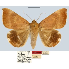 /filer/webapps/moths/media/images/R/richardi_Achaea_AT_MNHN.jpg