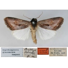 /filer/webapps/moths/media/images/R/russoi_Aspidifrontia_HT_RMCA.jpg