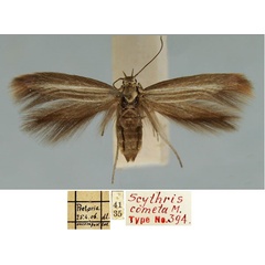 /filer/webapps/moths/media/images/C/cometa_Scythris_HT_TMSA.jpg