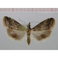 /filer/webapps/moths/media/images/A/arida_Autocharis_PT_ZMHB.jpg