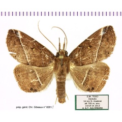 /filer/webapps/moths/media/images/A/albilineata_Anticarsia_AM_Aulombard.jpg