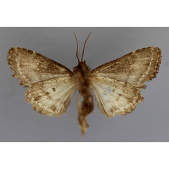 /filer/webapps/moths/media/images/A/amaranta_Tracheplexia_A_RMCA_02.jpg