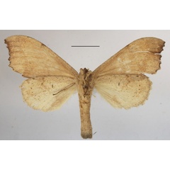 /filer/webapps/moths/media/images/C/collaris_Macronadata_A_MGCLb_01.JPG