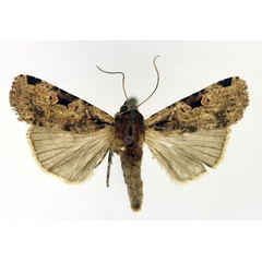 /filer/webapps/moths/media/images/P/percurvata_Mentaxya_AF_Aulombard.jpg