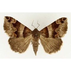 /filer/webapps/moths/media/images/A/angularis_Caranilla_AF_TMSA_02.jpg