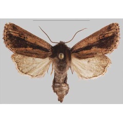 /filer/webapps/moths/media/images/N/njombe_Sciomesa_PTF_MNHN_01a.jpg