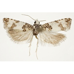 /filer/webapps/moths/media/images/C/calliarma_Megaherpystis_AM_NHMO.jpg