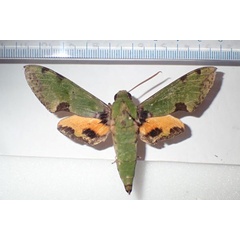 /filer/webapps/moths/media/images/O/orhanti_Euchloron_A_Bippus_02.jpg