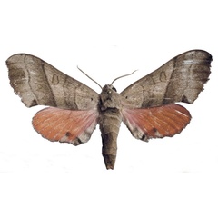 /filer/webapps/moths/media/images/M/meloui_Rufoclanis_AF_EMEMa.jpg