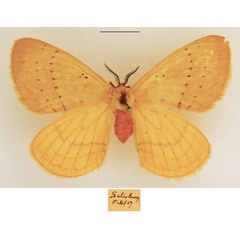 /filer/webapps/moths/media/images/B/bimaculata_Catajana_AF_TMSA.jpg